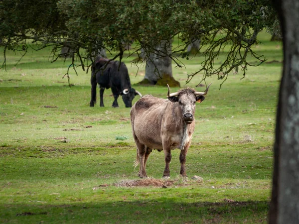 Vacas Pastando Campo Primavera Salamanca España —  Fotos de Stock