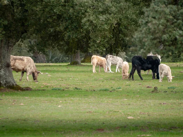Vaches Broutant Campagne Printemps Salamanque Espagne — Photo