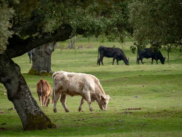 Vacas Pastando Campo Primavera Salamanca Espanha — Fotografia de Stock