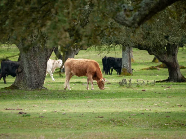 Cows Grazing Countryside Springtime Salamanca Spain — Stock Photo, Image