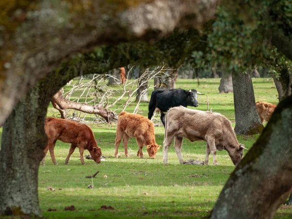 Kühe Auf Der Weide Frühling Salamanca Spanien — Stockfoto