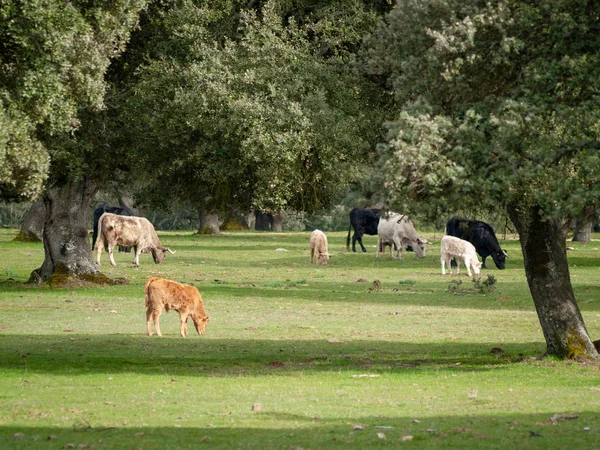 Vaches Broutant Campagne Printemps Salamanque Espagne — Photo