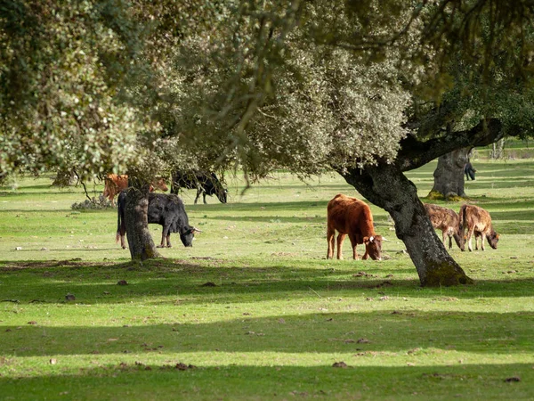 Vacas Pastando Campo Primavera Salamanca España —  Fotos de Stock