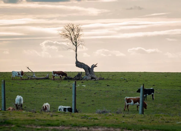 Kühe Auf Der Weide Frühling Salamanca Spanien — Stockfoto