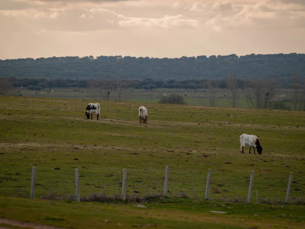 Vacas Pastando Campo Primavera Salamanca España —  Fotos de Stock