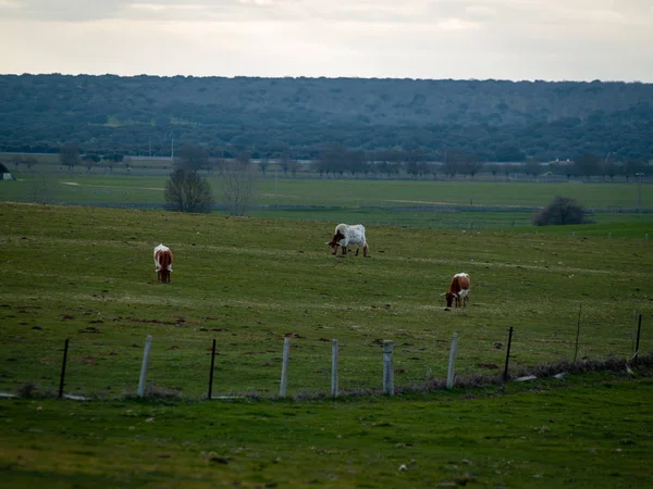 Cows Grazing Countryside Springtime Salamanca Spain — Stock Photo, Image