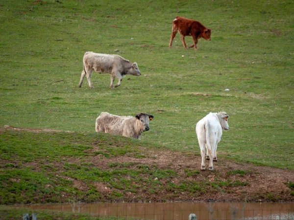 Cows Grazing Countryside Springtime Salamanca Spain — Stock Photo, Image