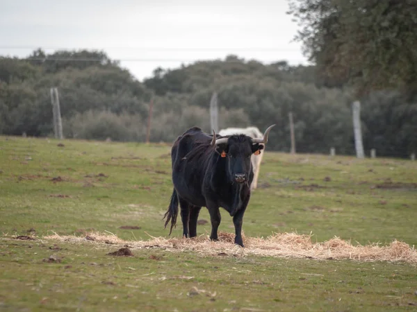春天的奶牛在农村吃草 西班牙萨拉曼卡 — 图库照片