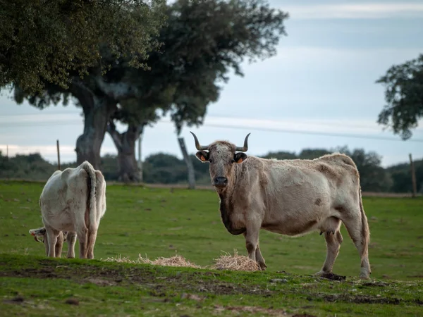 Vaches Broutant Campagne Printemps Salamanque Espagne — Photo