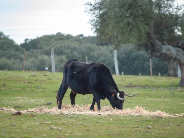 Vaca Pastando Campo Primavera Salamanca España —  Fotos de Stock