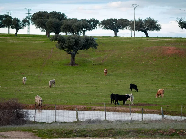 Cows Grazing Countryside Springtime Salamanca Spain — Stock Photo, Image