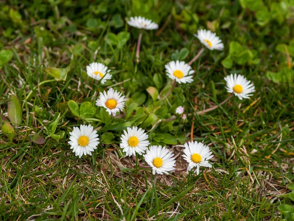 Fleurs Sauvages Printanières Dans Champ — Photo