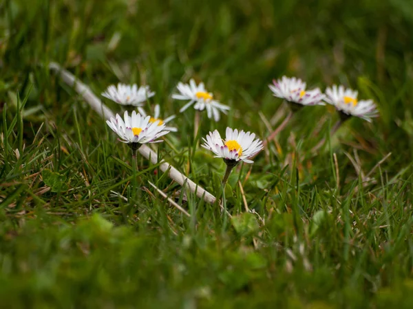 Spring Wildflowers Field — Stock Photo, Image