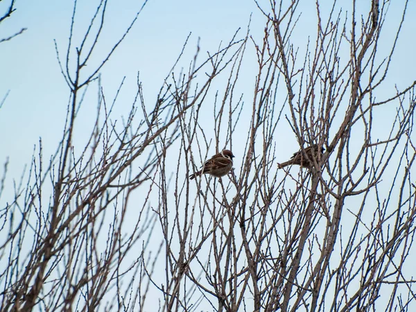 Oiseaux Perchés Sur Les Branches Des Arbres — Photo