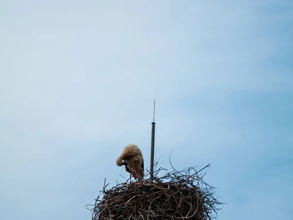 Storch im Nest — Stockfoto