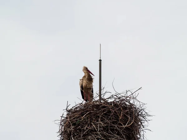 Cigogne dans son nid — Photo