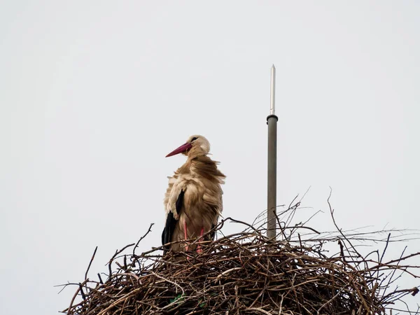 Cigogne dans son nid — Photo