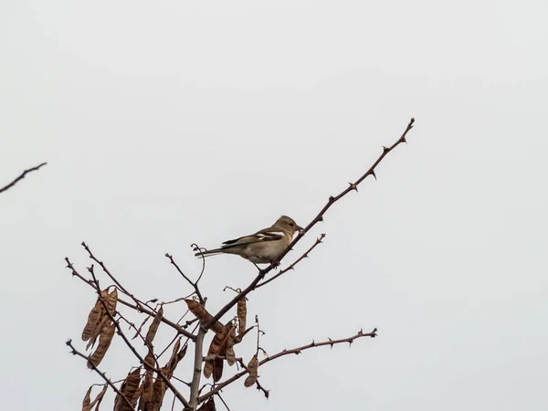 Vogel Hockt Auf Einem Baum — Stockfoto