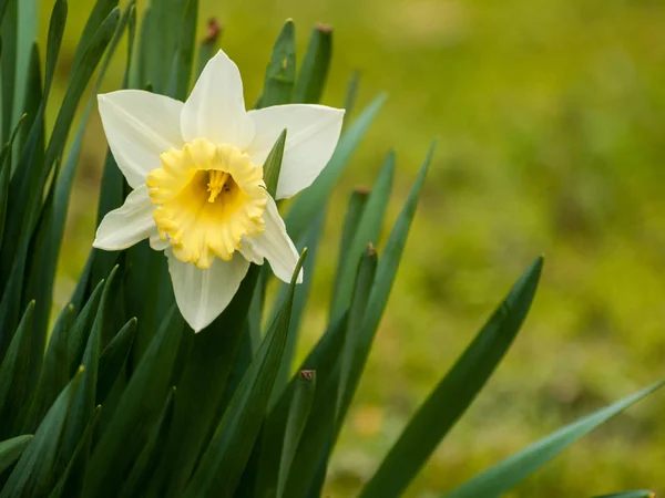 Close Van Narcissus Van Lente Tuin Overdag — Stockfoto