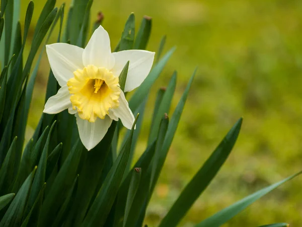 Primer Plano Primavera Narciso Jardín Durante Día — Foto de Stock
