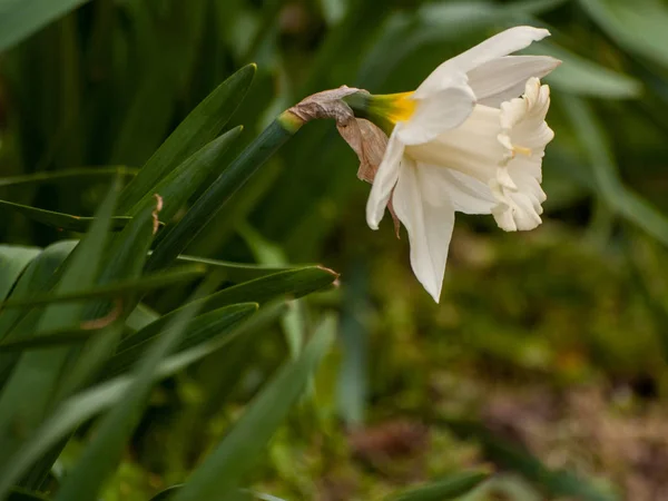 Primer Plano Primavera Narciso Jardín Durante Día — Foto de Stock