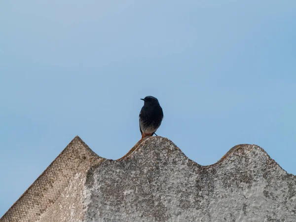 Bird Perching Old Building — Stock Photo, Image