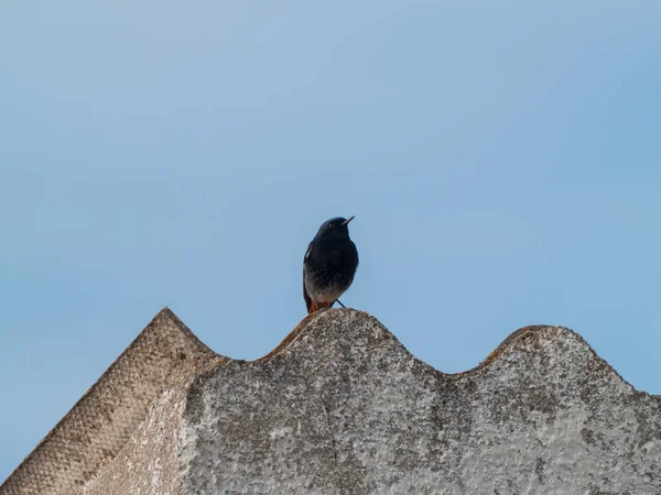 Pájaro Posado Edificio Viejo — Foto de Stock