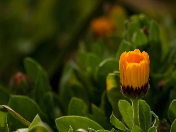 Bellissimo Fiore Arancio Vicino — Foto Stock