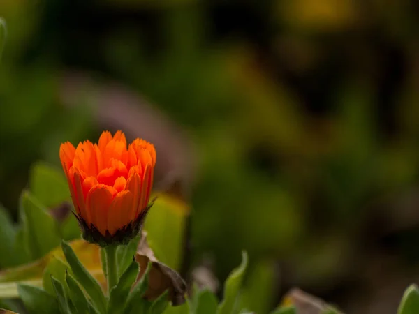 Schöne Orangefarbene Blume Aus Nächster Nähe — Stockfoto