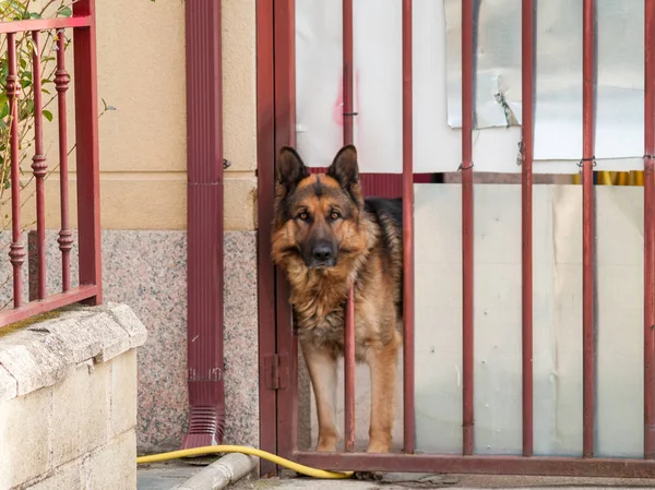 Perro Pastor Lindo Divertido Por Rejilla Metal — Foto de Stock