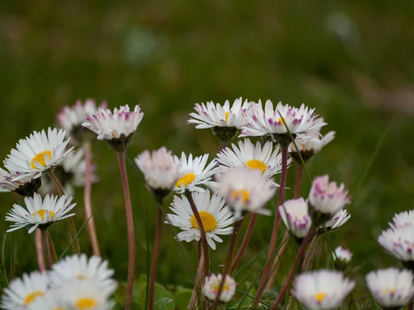 Spring Wildflowers Field — Stock Photo, Image