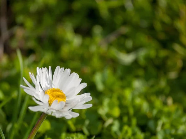 Krásný Sedmikráska Květ Zblízka — Stock fotografie
