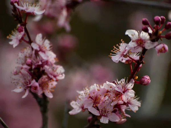 Primer Plano Flor Manzano Primavera — Foto de Stock