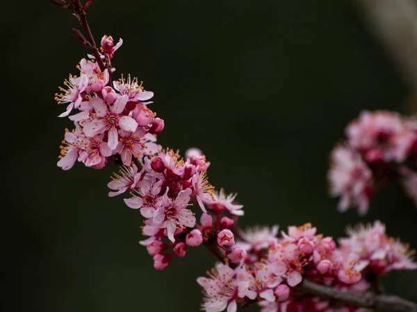 Primer Plano Flor Manzano Primavera — Foto de Stock