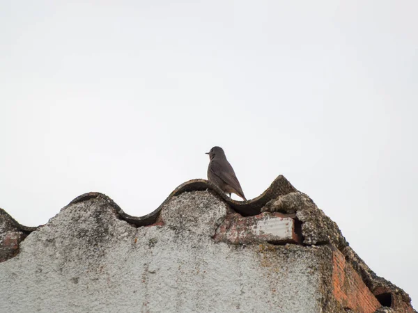 Gorrión Pájaro Posando Cerca Vida Salvaje — Foto de Stock