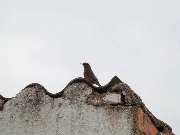 Sparrow Bird Perching Yakın Çekim Vahşi Hayat — Stok fotoğraf