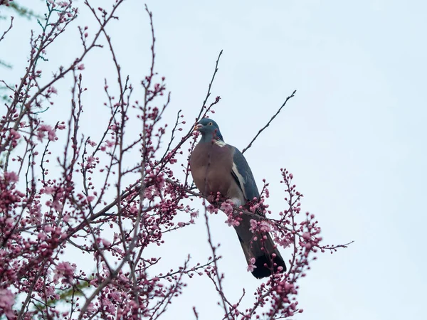 Bird Blooming Tree — Stock Photo, Image