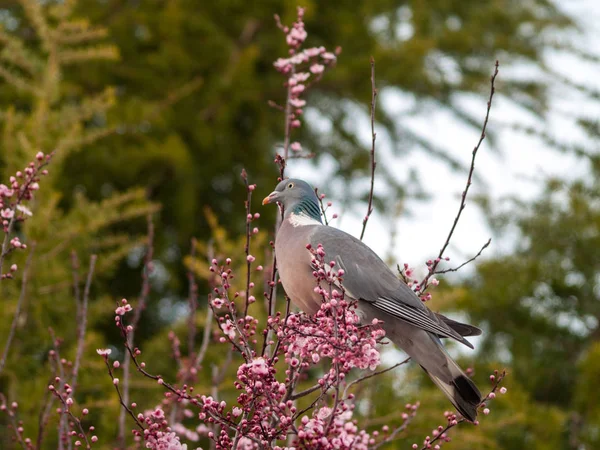 Pássaro Árvore Florescente — Fotografia de Stock