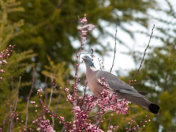 Uccello Sull Albero Fiore — Foto Stock