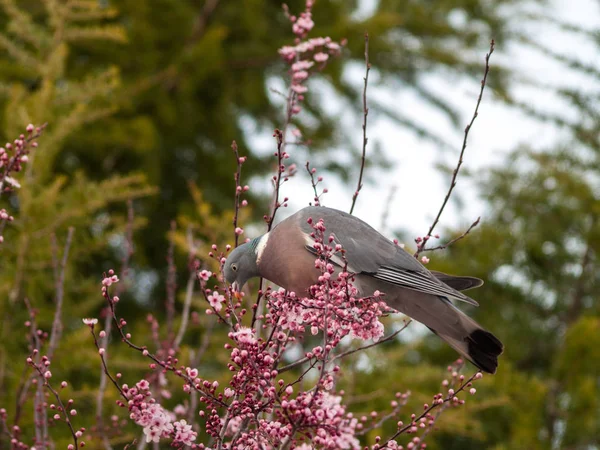 Pássaro Árvore Florescente — Fotografia de Stock