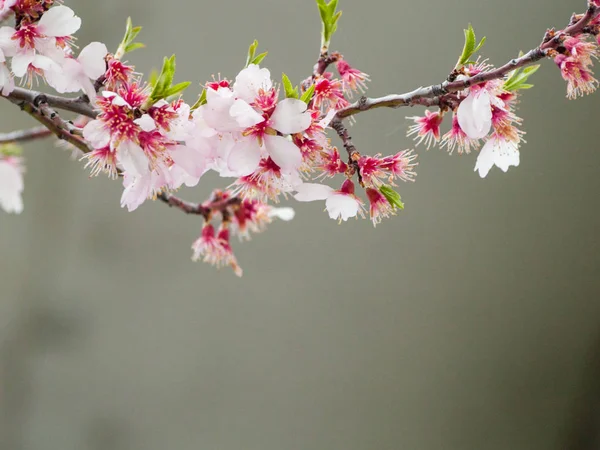 Primer Plano Flor Manzano Primavera — Foto de Stock