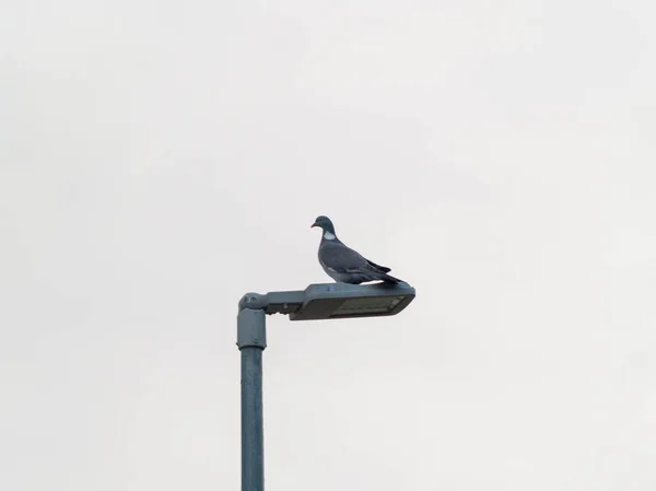 Ptáček Lampu Uzavření Divoký Život — Stock fotografie