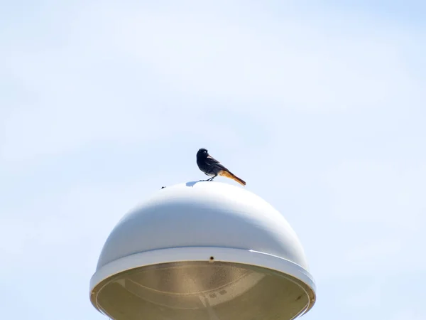 Bird Perching Lamp Close Wild Life — Stock Photo, Image