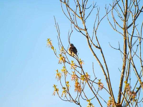 Vogel Hockt Auf Einem Ast — Stockfoto