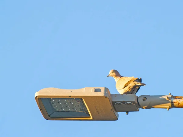 Bird Perching Lamp Close Wild Life — Stock Photo, Image