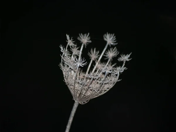 Planta Sobre Fondo Negro Por Noche — Foto de Stock