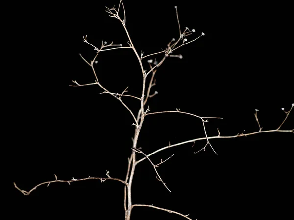 Pflanze Auf Schwarzem Hintergrund Der Nacht — Stockfoto