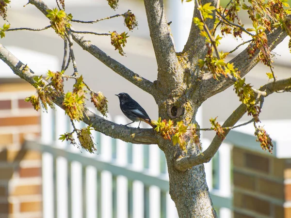 Vogel Hockt Auf Einem Ast — Stockfoto