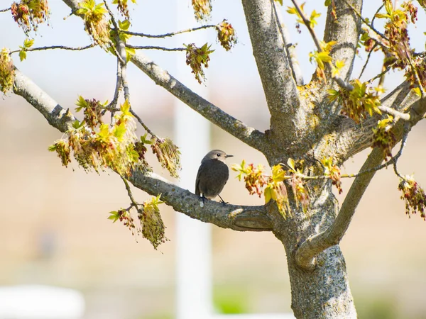 Vogel Hockt Auf Einem Ast — Stockfoto