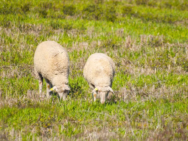 Schafe Die Tagsüber Auf Dem Land Weiden Salamanca Spanien — Stockfoto